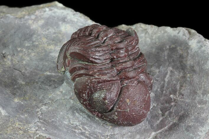 Red Barrandeops Trilobite - Hmar Laghdad, Morocco #71685